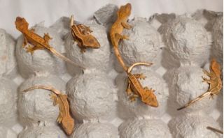Hatchlings in Holding Container Being Prepared for Shipment