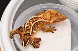Juvenile