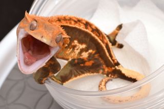 Young Adult