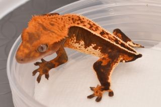 Juvenile