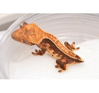 Hatchling