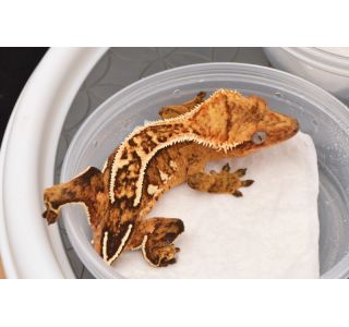Juvenile
