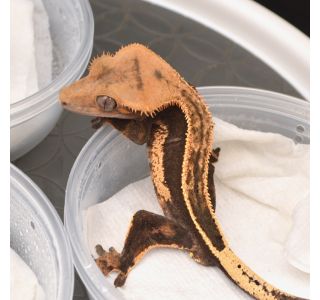 Juvenile