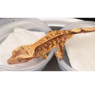 Young Adult