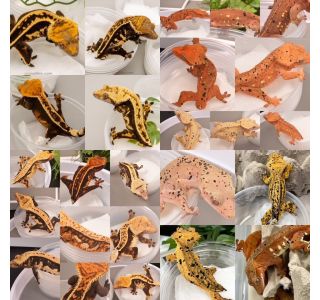 Adults of the same morphs from the same exact lines.