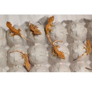 Hatchlings in Holding Container Being Prepared for Shipment