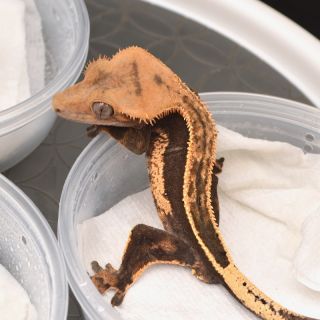 Juvenile