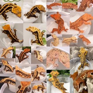 Adults of the same morphs from the same exact lines.