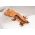 Hatchling
